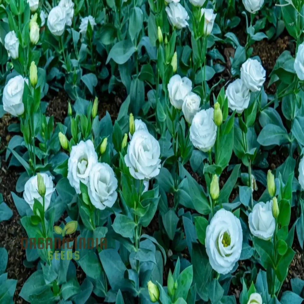 Premium White Hybrid Lisianthus Flower Seeds For Gardening - Grow Elegant Blooms In Your Garden