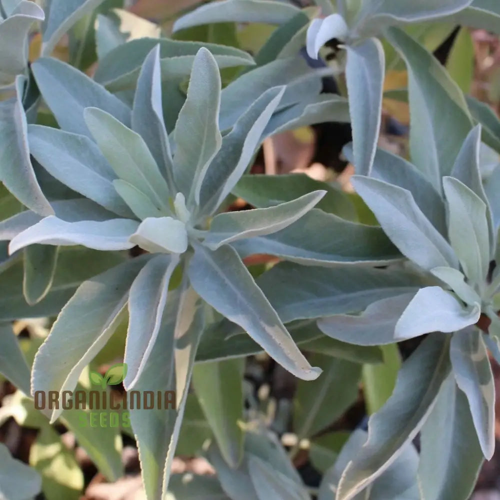 Premium White Sage Plant Seeds For Gardening Enthusiasts - Ideal Vibrant And Healthy Gardens