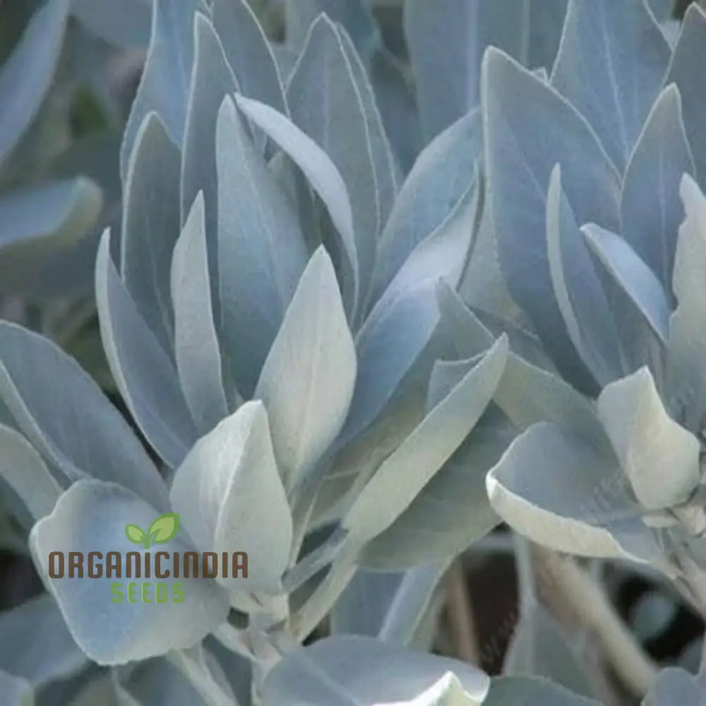 Premium White Sage Plant Seeds For Gardening Enthusiasts - Ideal Vibrant And Healthy Gardens