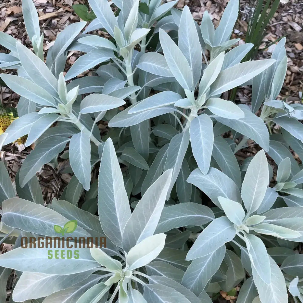 Premium White Sage Plant Seeds For Gardening Enthusiasts - Ideal Vibrant And Healthy Gardens