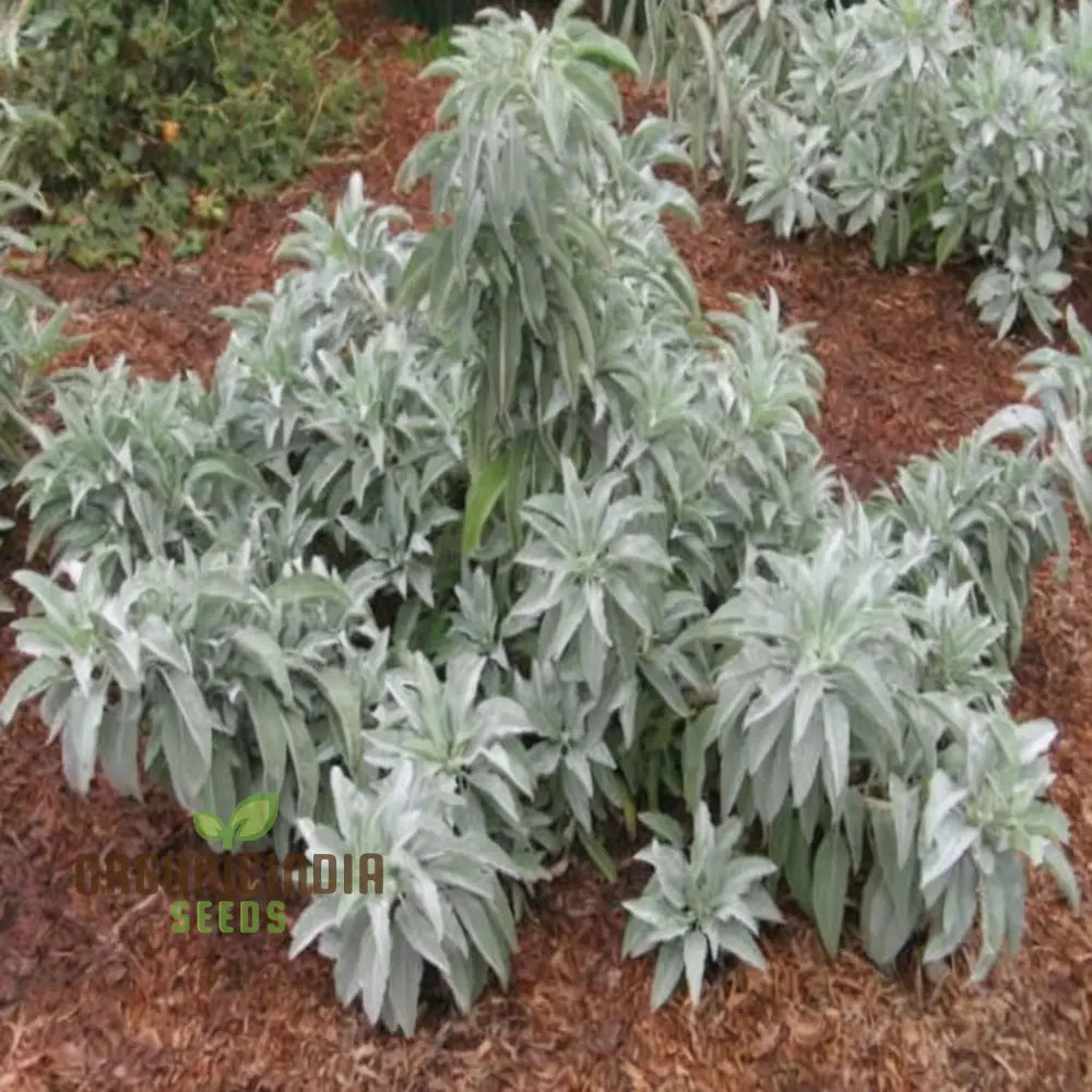 Premium White Sage Plant Seeds For Gardening Enthusiasts - Ideal Vibrant And Healthy Gardens