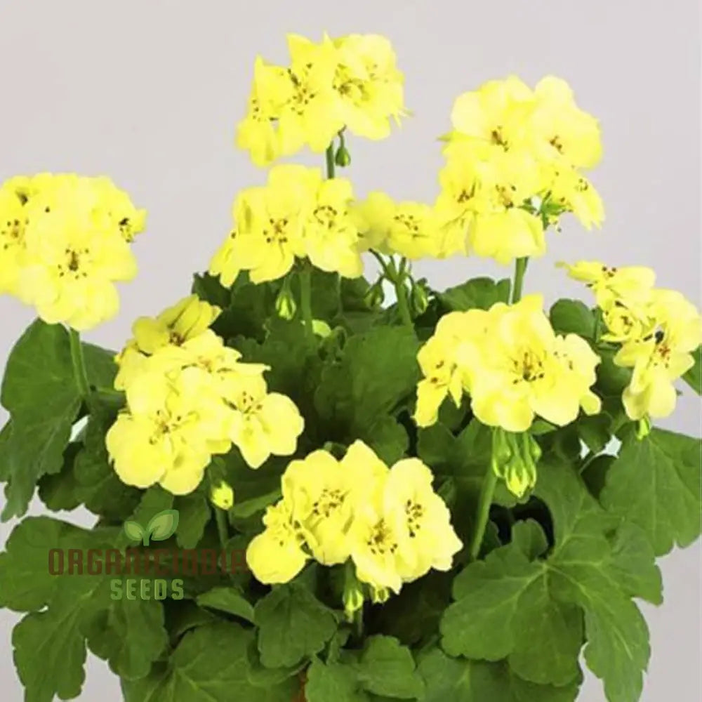 Premium Yellow Japanese Rosebud Pelargonium Geranium Flower Seeds For Planting Beautiful Blooming