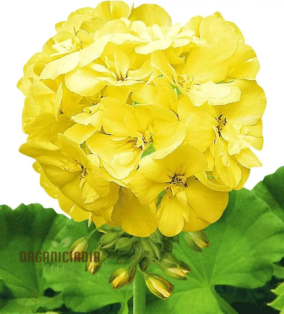 Premium Yellow Japanese Rosebud Pelargonium Geranium Flower Seeds For Planting Beautiful Blooming