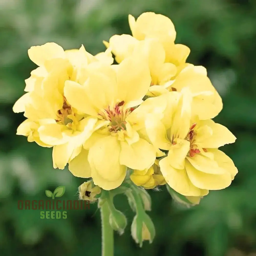 Premium Yellow Japanese Rosebud Pelargonium Geranium Flower Seeds For Planting Beautiful Blooming