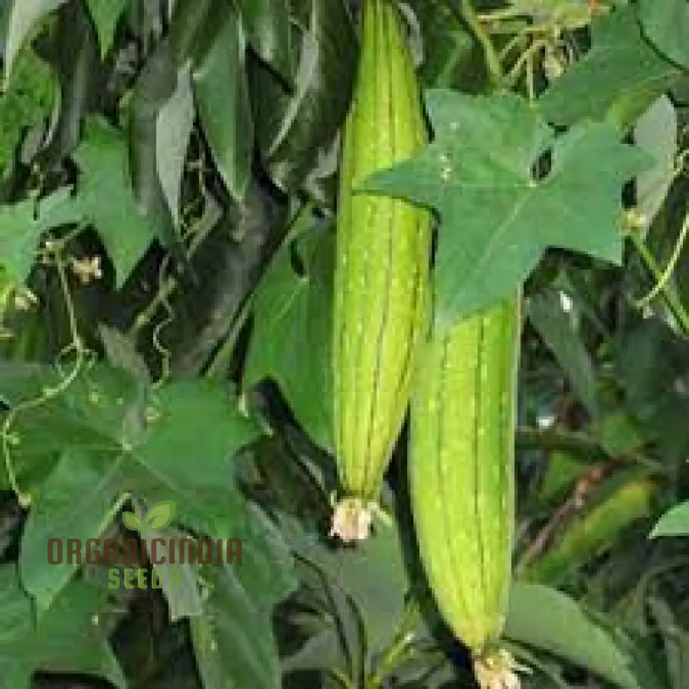 Premium Yellow Luffa Vegetable Seeds For Planting Dual-Purpose Garden Delight Squash And Gourds