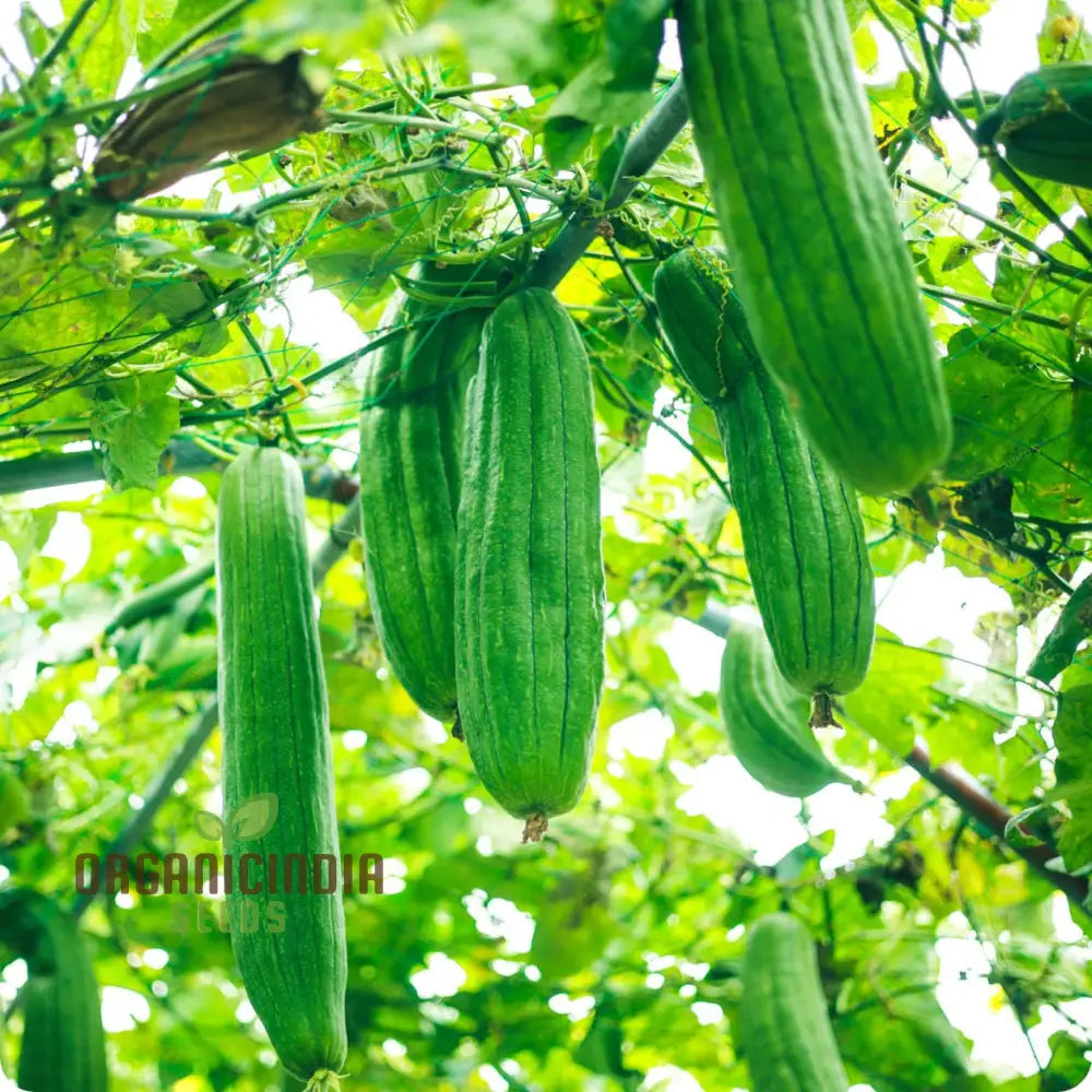 Premium Yellow Luffa Vegetable Seeds For Planting Dual-Purpose Garden Delight Squash And Gourds