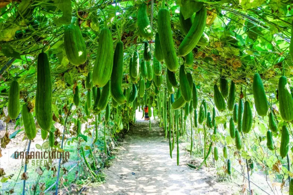 Premium Yellow Luffa Vegetable Seeds For Planting Dual-Purpose Garden Delight Squash And Gourds