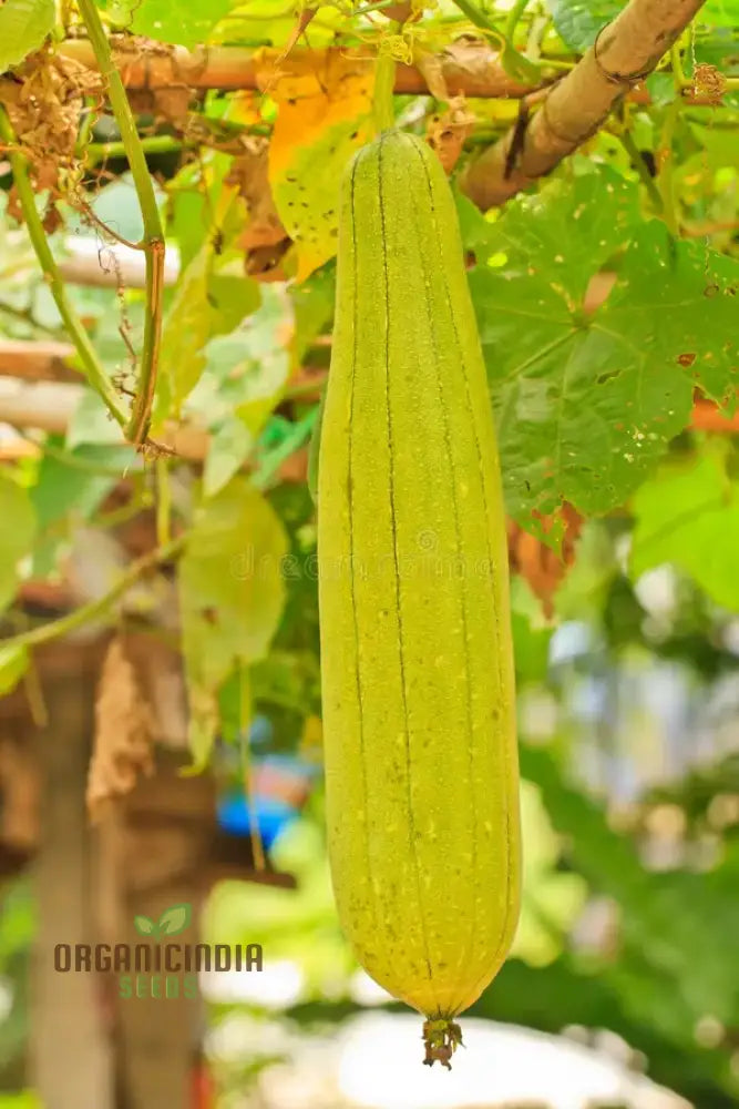 Premium Yellow Luffa Vegetable Seeds For Planting Dual-Purpose Garden Delight Squash And Gourds