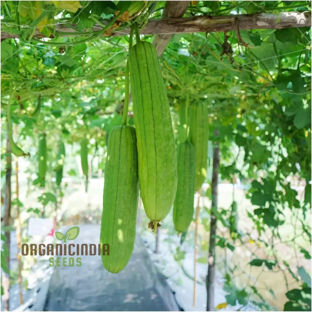 Premium Yellow Luffa Vegetable Seeds For Planting Dual-Purpose Garden Delight Squash And Gourds