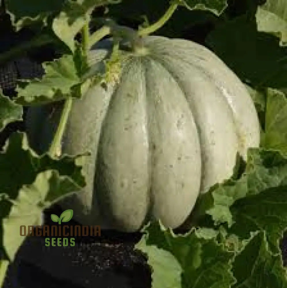 Prescott Fond Blanc Oka Melon Seeds For Planting: Exquisite Gardening Delight For Your Summer