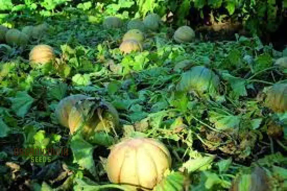 Prescott Fond Blanc Oka Melon Seeds For Planting: Exquisite Gardening Delight For Your Summer