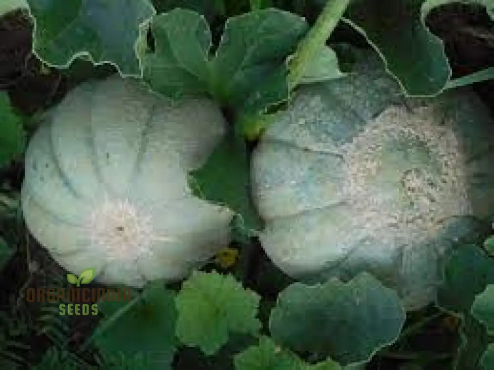 Prescott Fond Blanc Oka Melon Seeds For Planting: Exquisite Gardening Delight For Your Summer