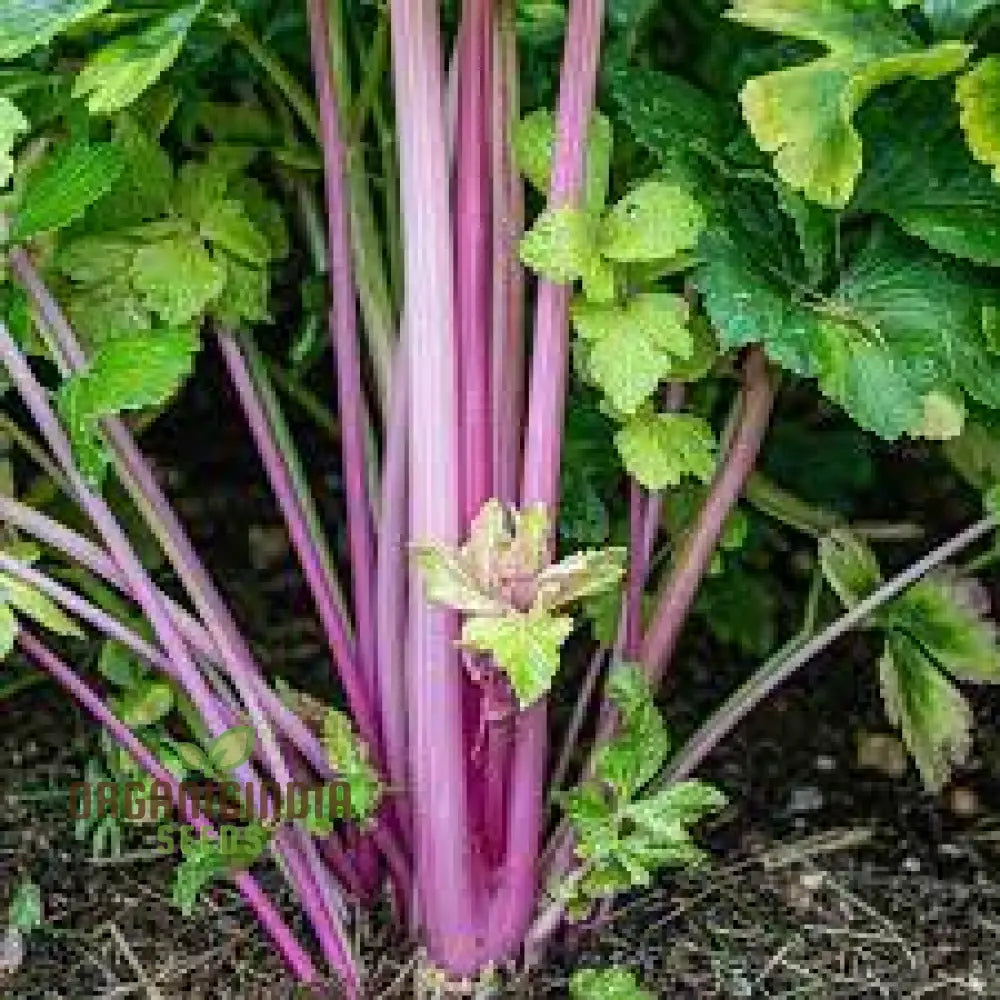 Pretty In Pink Seeds: Plume Celery - Gardening Enthusiastâ€™s Delight With Long Feathery Stalks