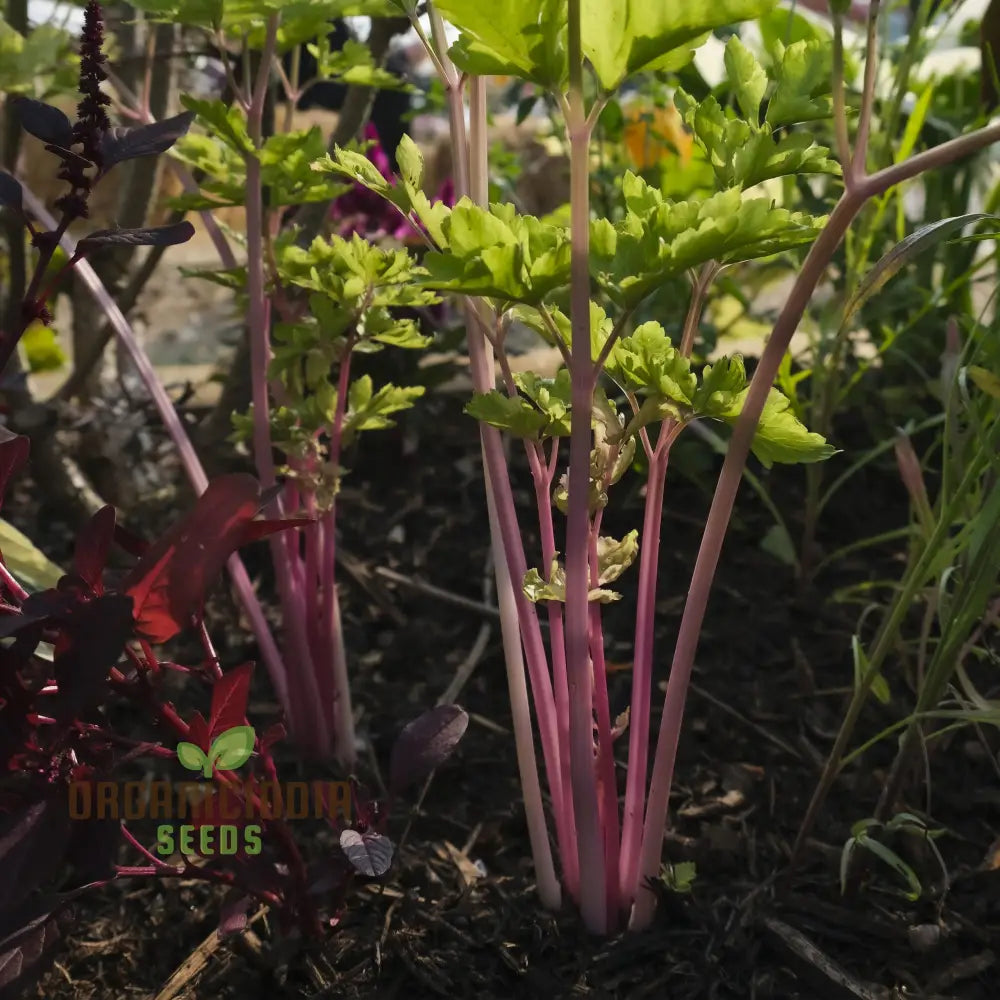 Pretty In Pink Seeds: Plume Celery - Gardening Enthusiastâ€™s Delight With Long Feathery Stalks