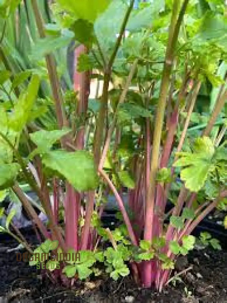 Pretty In Pink Seeds: Plume Celery - Gardening Enthusiastâ€™s Delight With Long Feathery Stalks