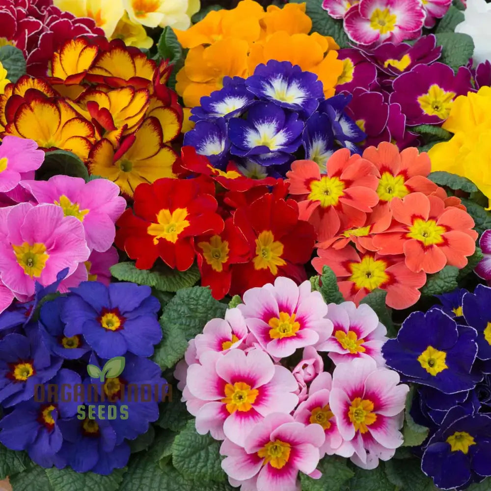 Primrose Husky Mixed Seeds For Gardening Enthusiasts | Beautifully Cultivated Varieties Your Flower