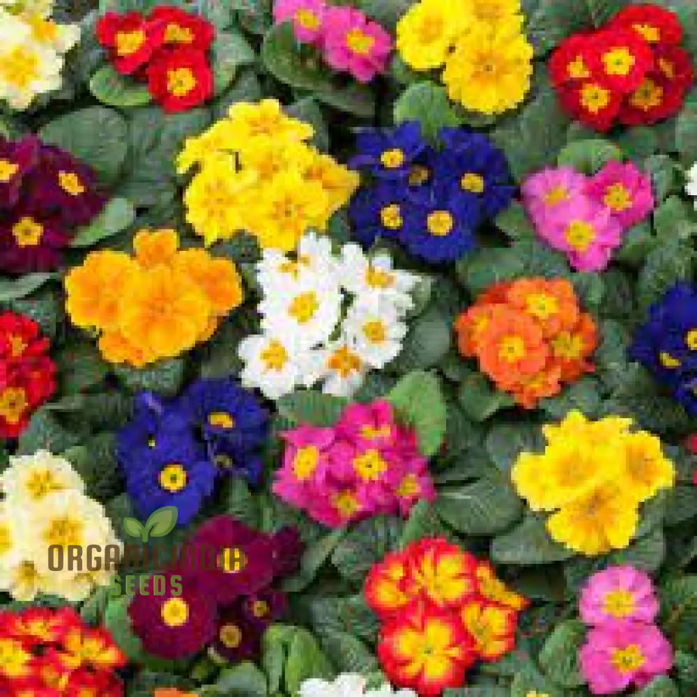 Primrose Husky Mixed Seeds For Gardening Enthusiasts | Beautifully Cultivated Varieties Your Flower