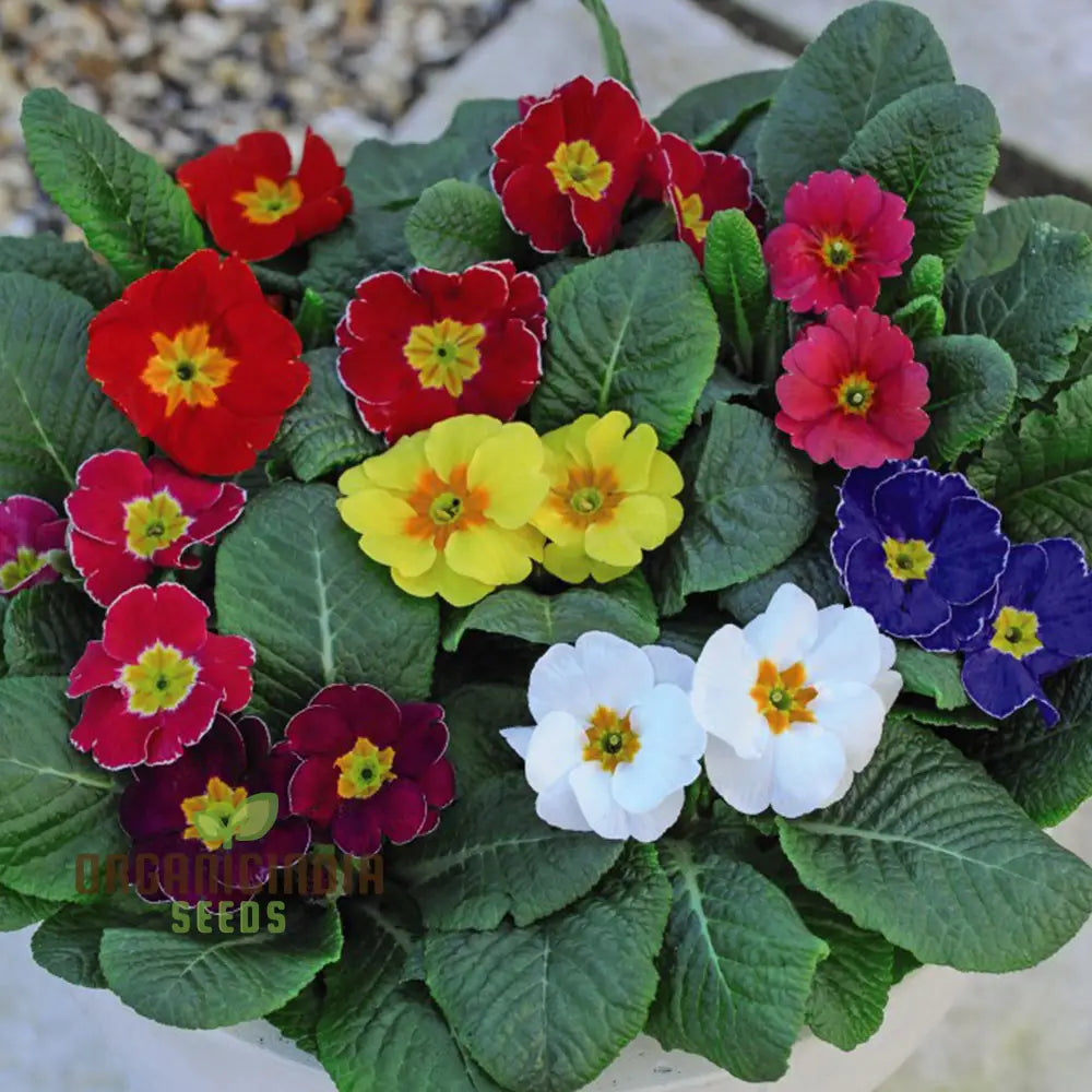 Primrose Husky Mixed Seeds For Gardening Enthusiasts | Beautifully Cultivated Varieties Your Flower