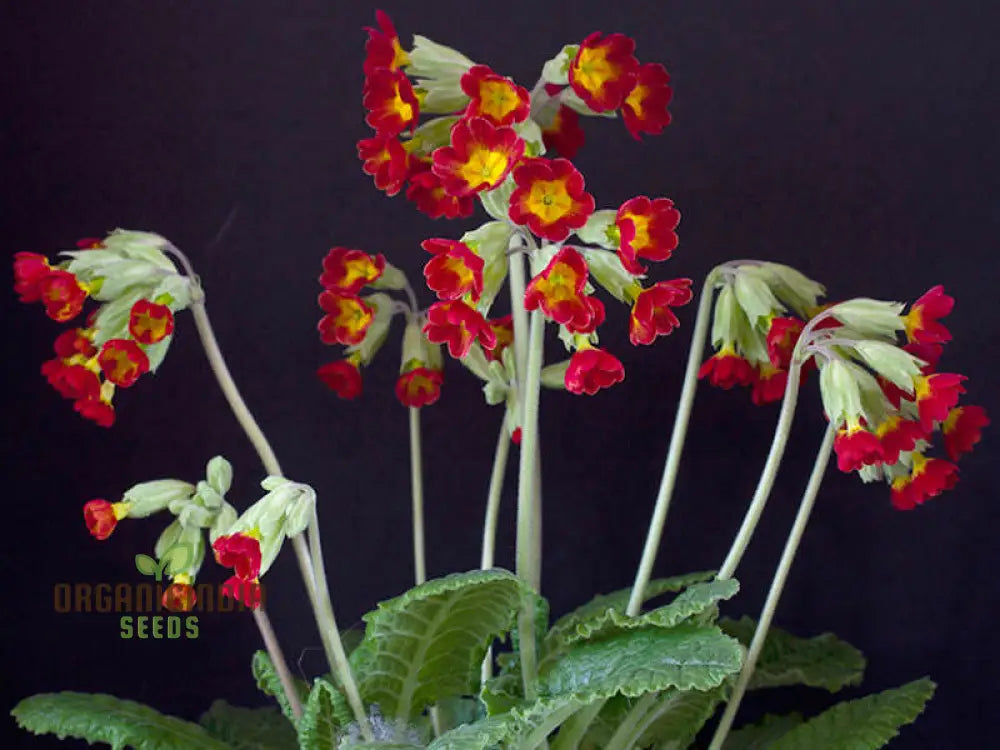 Primrose Veris ’Sunset Red Colours’ Flower Seeds For Planting Vibrant Hues For Your Garden