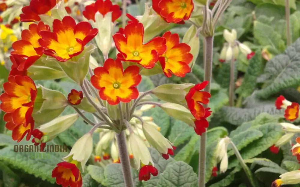 Primrose Veris ’Sunset Red Colours’ Flower Seeds For Planting Vibrant Hues For Your Garden