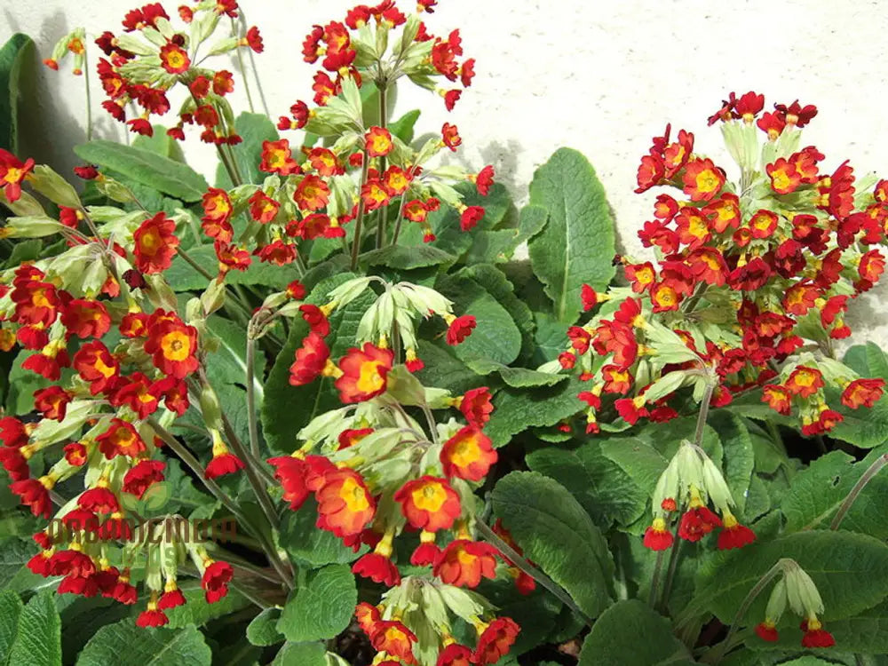 Primrose Veris ’Sunset Red Colours’ Flower Seeds For Planting Vibrant Hues For Your Garden