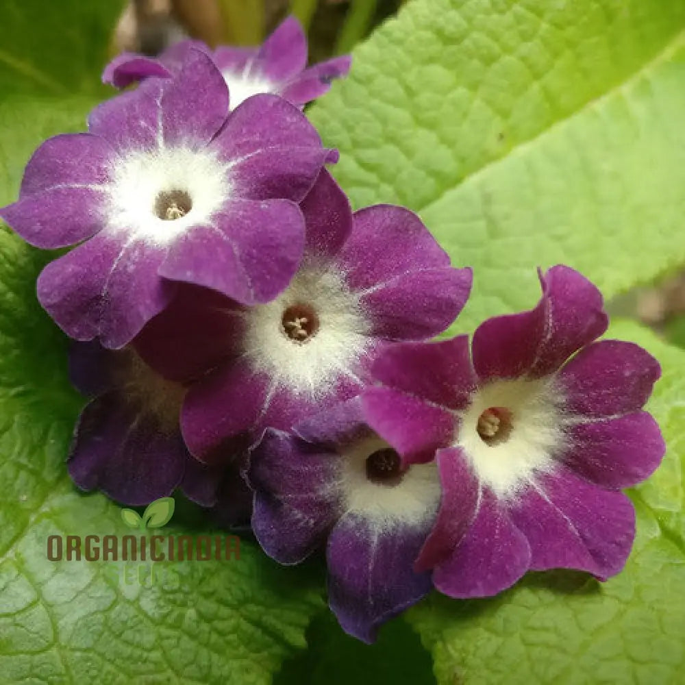 Primula Alpicola Violacea Flower Seeds For Planting Alpine Beauty In Violet Shades