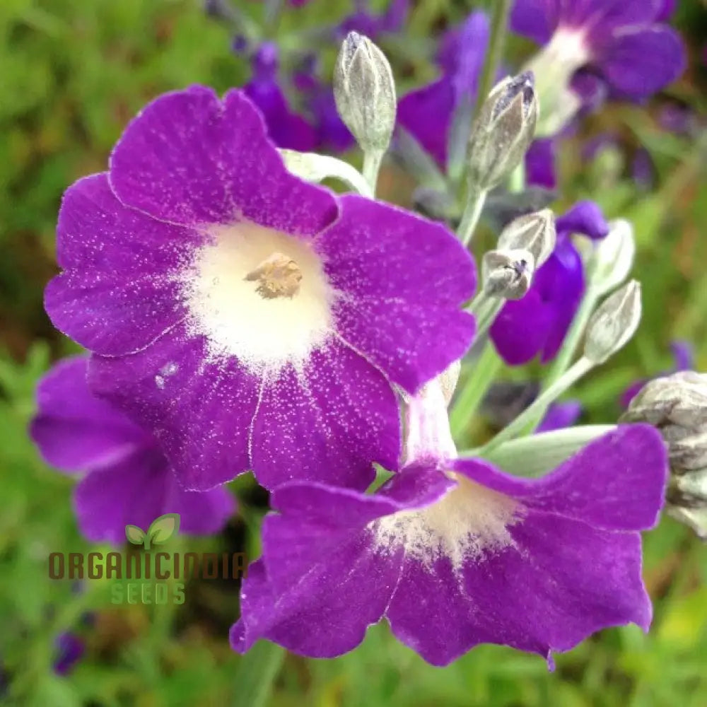 Primula Alpicola Violacea Flower Seeds For Planting Alpine Beauty In Violet Shades