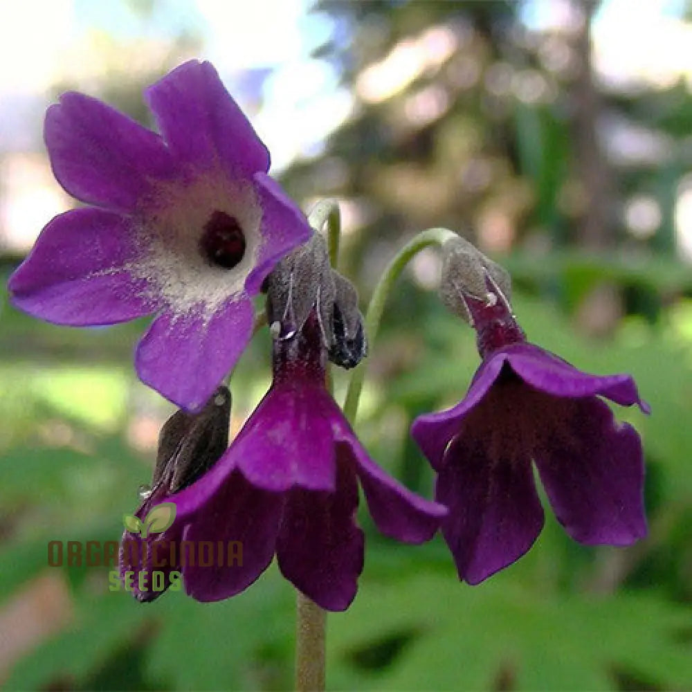 Primula Alpicola Violacea Flower Seeds For Planting Alpine Beauty In Violet Shades