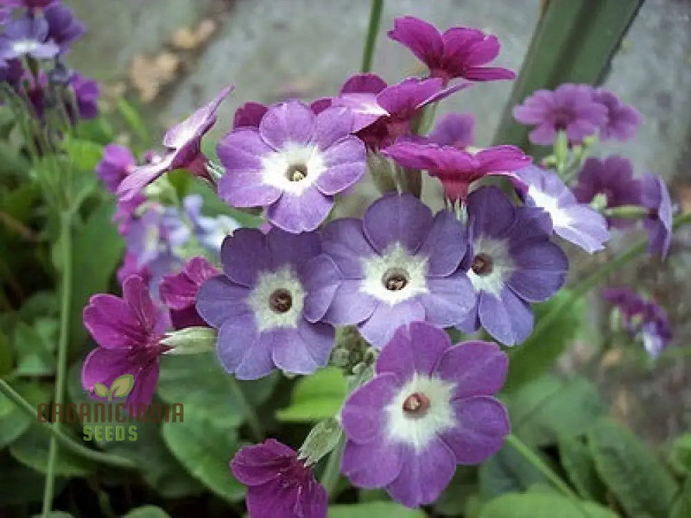 Primula Alpicola Violacea Flower Seeds For Planting Alpine Beauty In Violet Shades