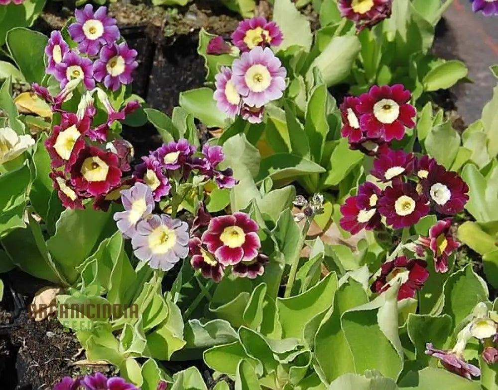 Primula Auricula Mixed Colours Flower Seeds For Planting A Rainbow Of Alpine Blooms For Your Garden