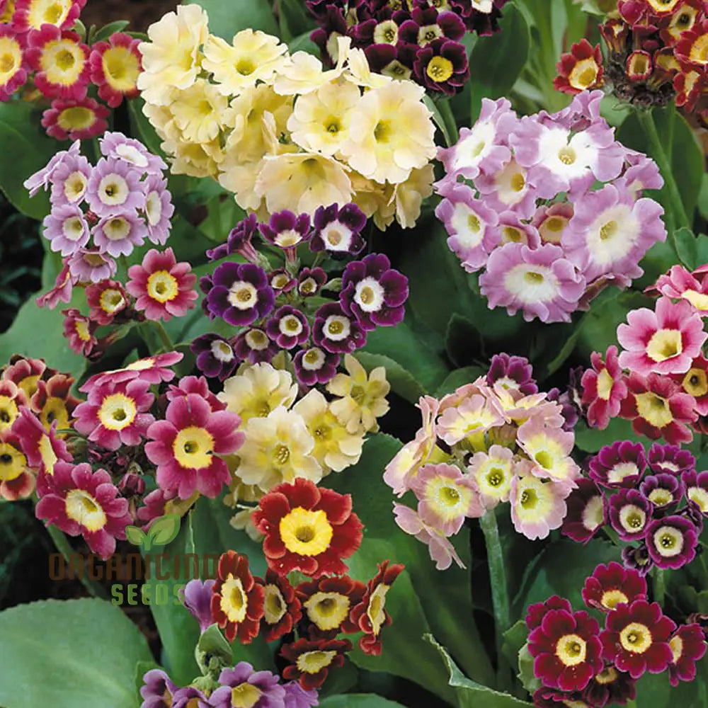 Primula Auricula Mixed Colours Flower Seeds For Planting A Rainbow Of Alpine Blooms For Your Garden