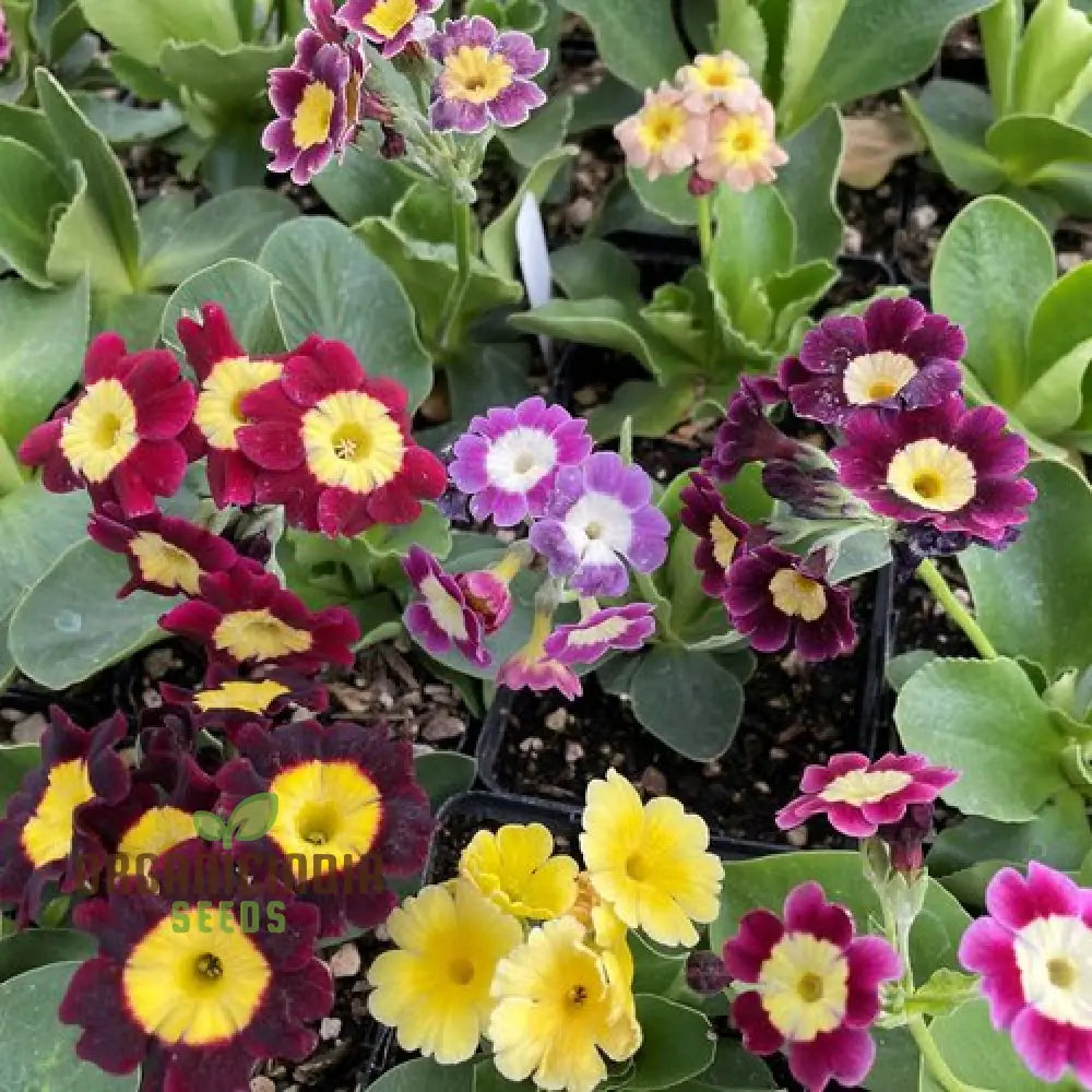 Primula Auricula Mixed Colours Flower Seeds For Planting A Rainbow Of Alpine Blooms For Your Garden