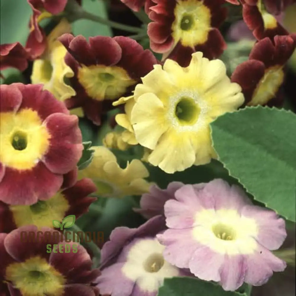 Primula Auricula Mixed Colours Flower Seeds For Planting A Rainbow Of Alpine Blooms For Your Garden