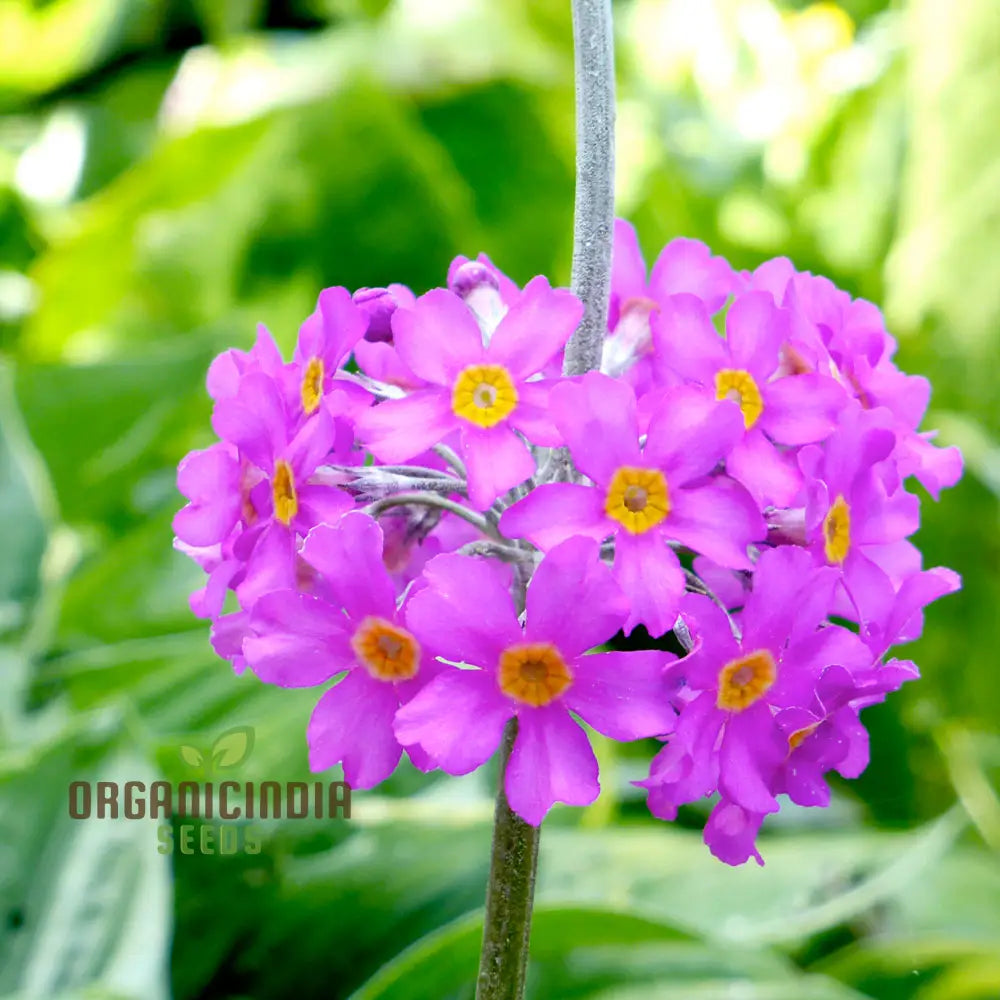 Primula Beesiana Flower Seeds For Planting Delicate Beauty For Your Garden