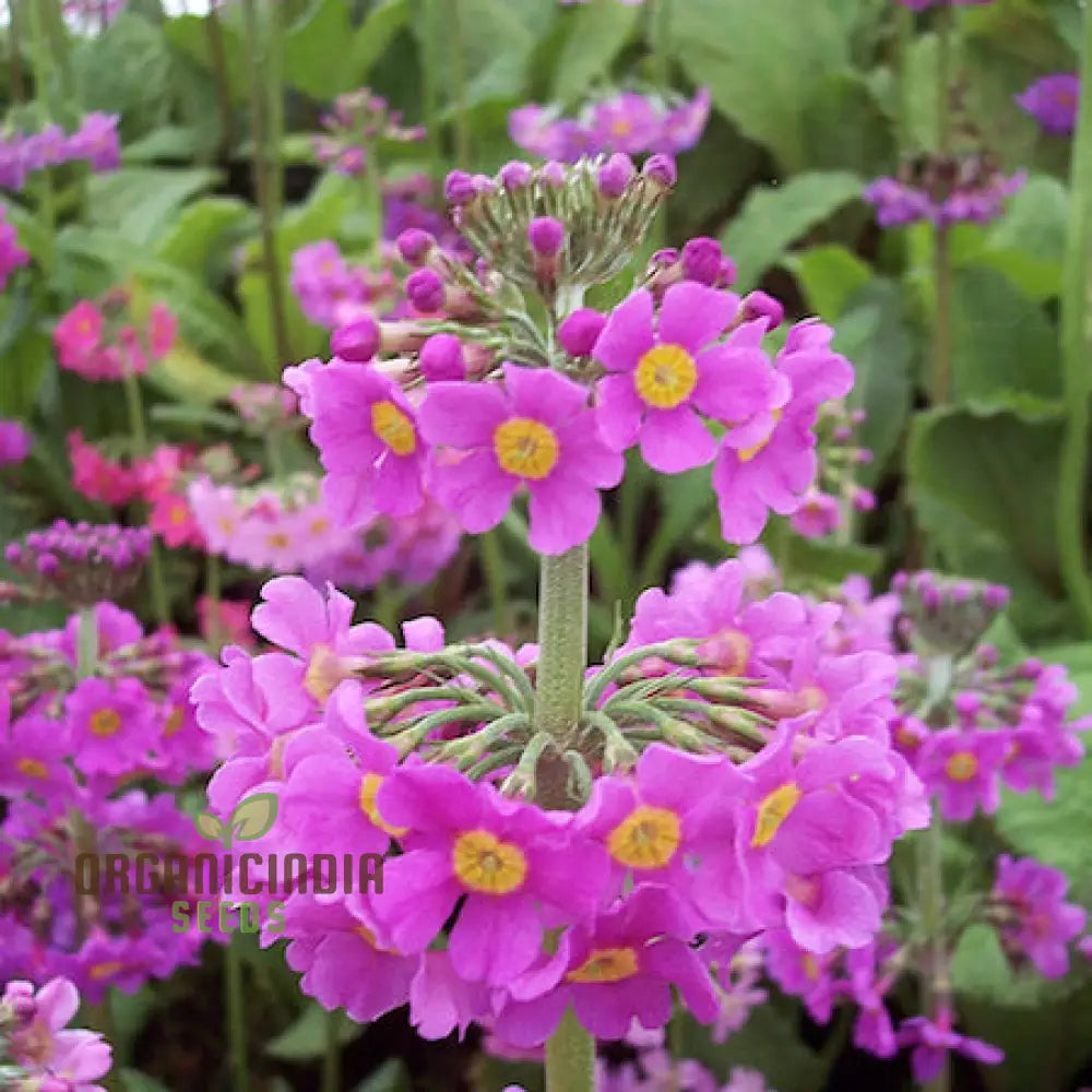 Primula Beesiana Flower Seeds For Planting Delicate Beauty For Your Garden