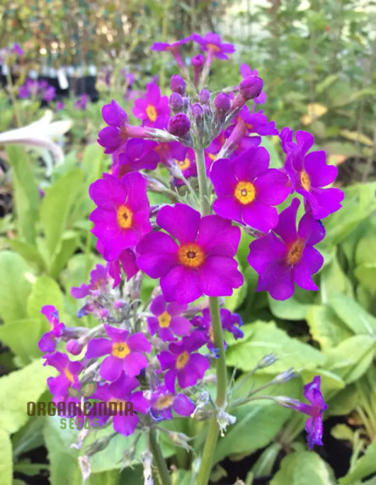 Primula Beesiana Flower Seeds For Planting Delicate Beauty For Your Garden