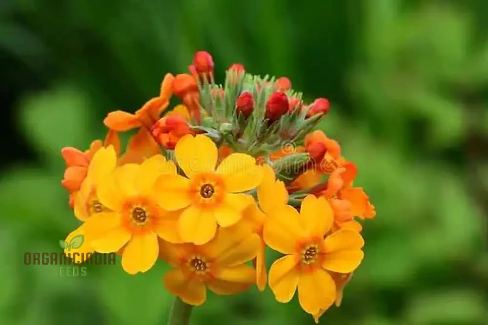 Primula Bulleyana Flower Seeds For Planting Bringing Golden Radiance To Your Garden