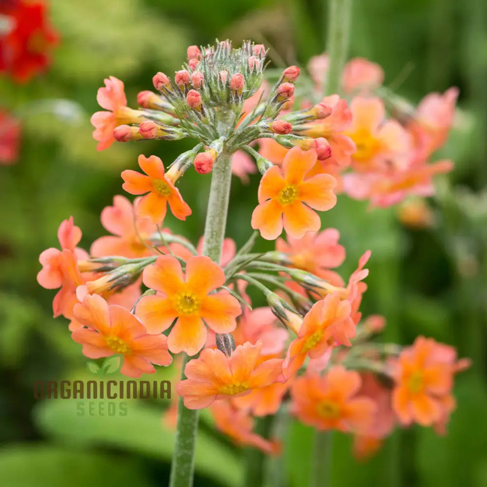 Primula Bulleyana Flower Seeds For Planting Bringing Golden Radiance To Your Garden