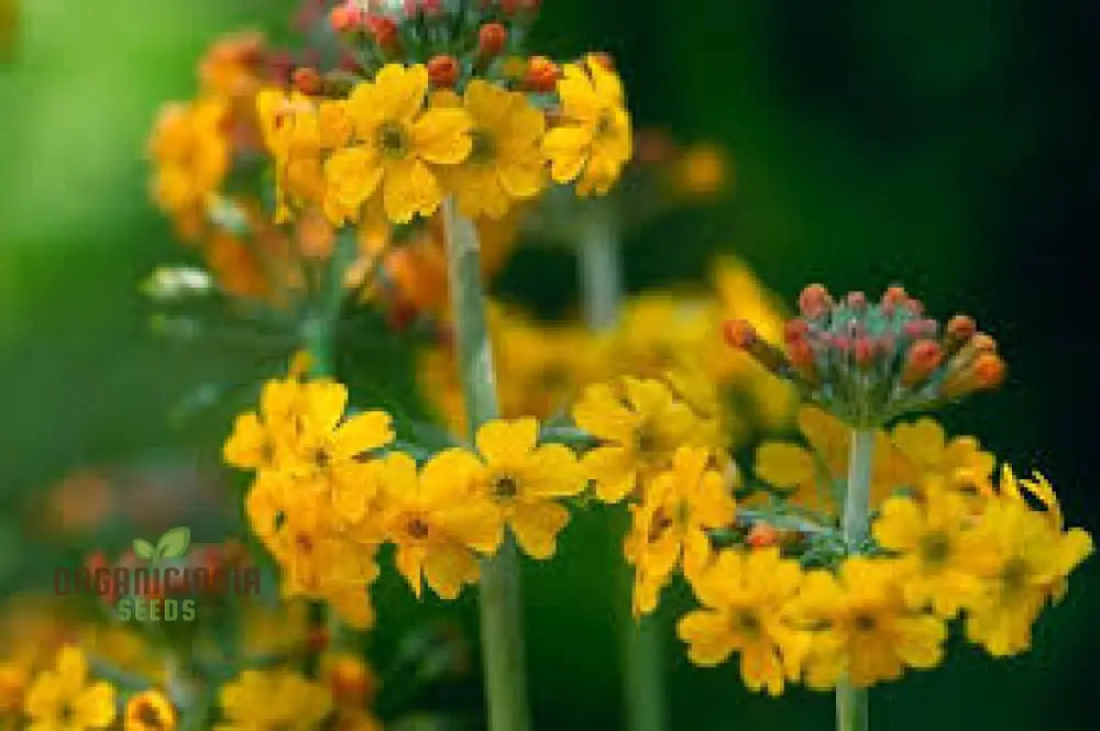 Primula Bulleyana Flower Seeds For Planting Bringing Golden Radiance To Your Garden