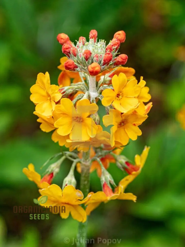 Primula Bulleyana Flower Seeds For Planting Bringing Golden Radiance To Your Garden