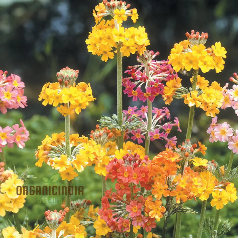 Primula Candelabra Mixed Seeds - Cultivate A Stunning Array Of Colors With In Your Garden