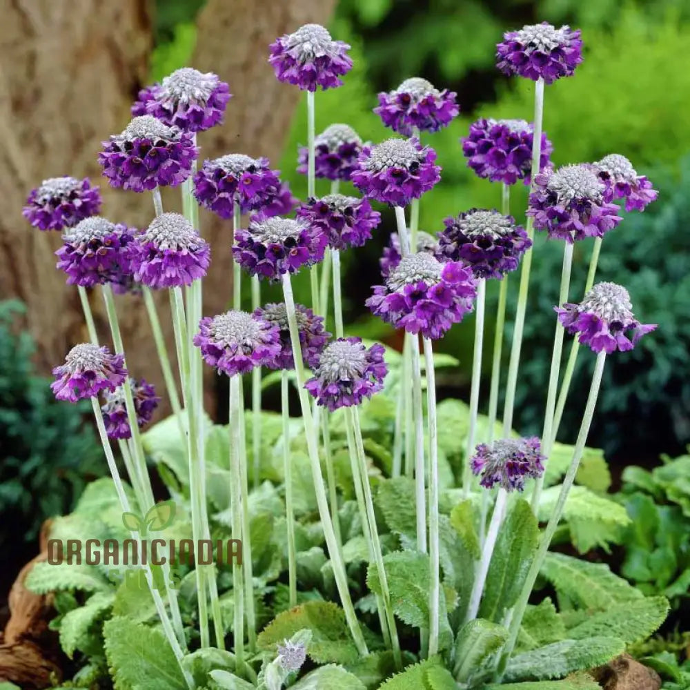 Primula Capitata Flower Seeds For Planting Cultivating Unique Beauty In Your Garden