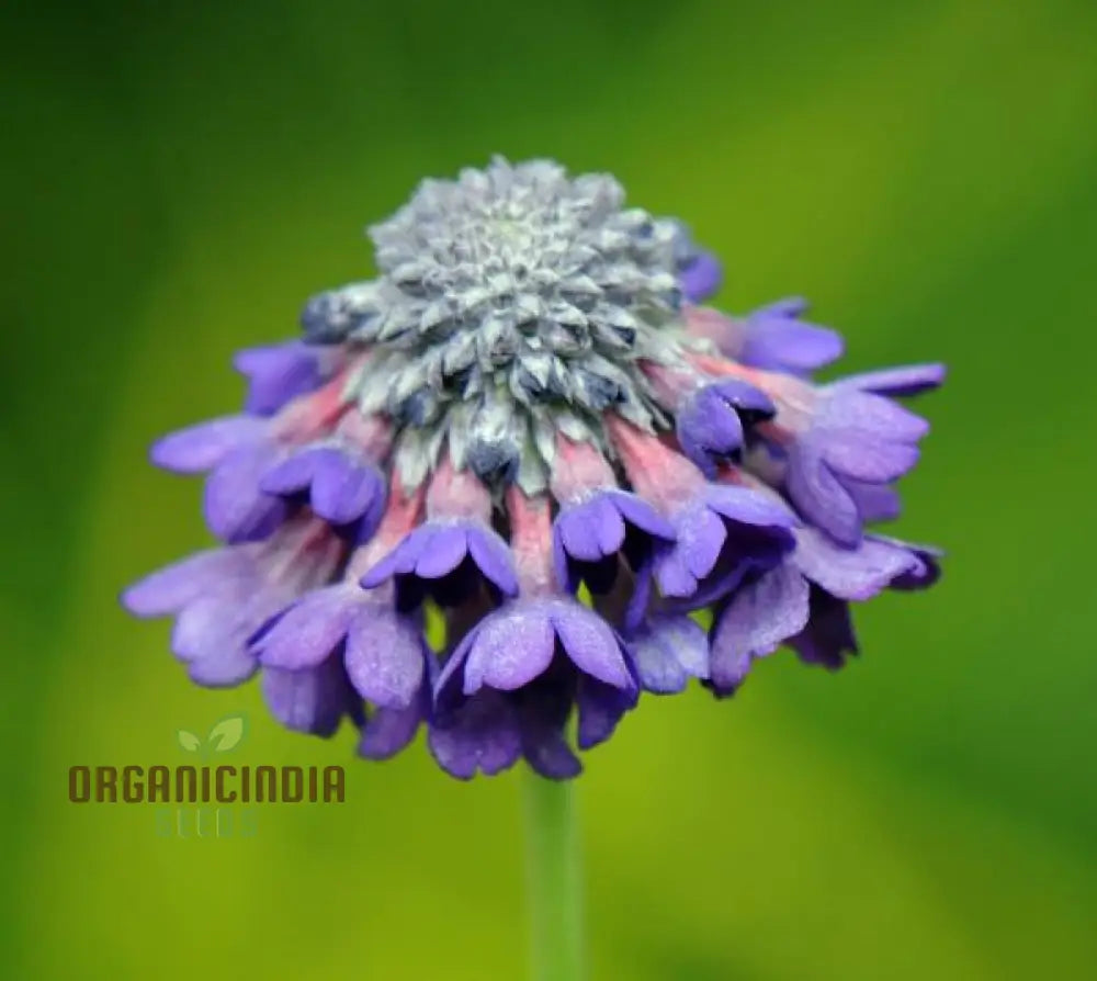 Primula Capitata Flower Seeds For Planting Cultivating Unique Beauty In Your Garden