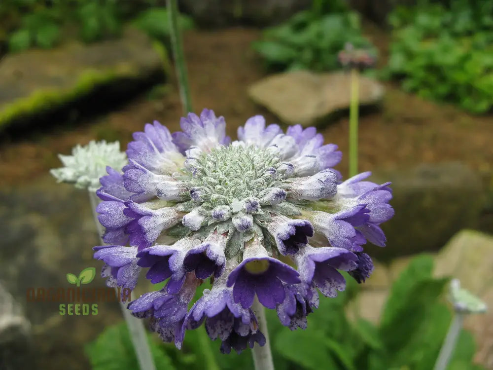 Primula Capitata Flower Seeds For Planting Cultivating Unique Beauty In Your Garden