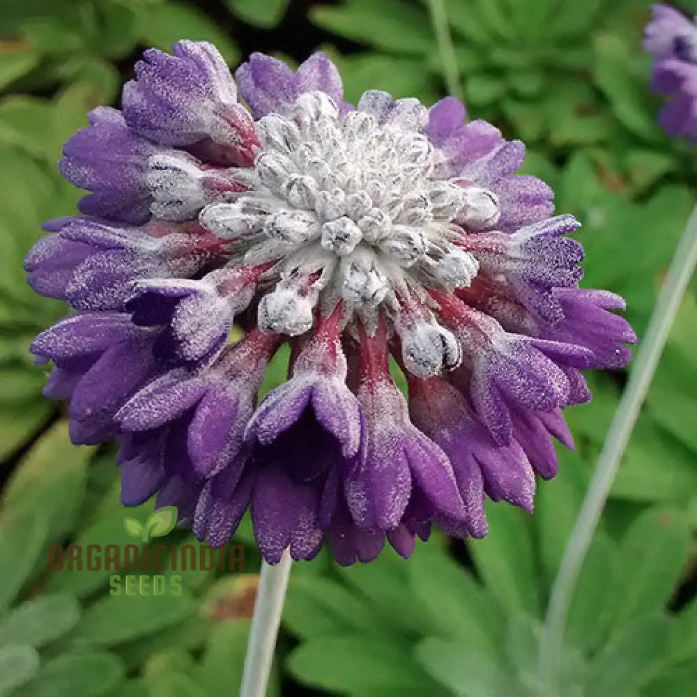 Primula Capitata Flower Seeds For Planting Cultivating Unique Beauty In Your Garden