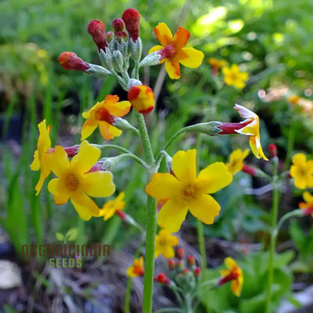 Primula Chungensis Flower Seeds For Planting Bringing Delicate Beauty To Your Garden