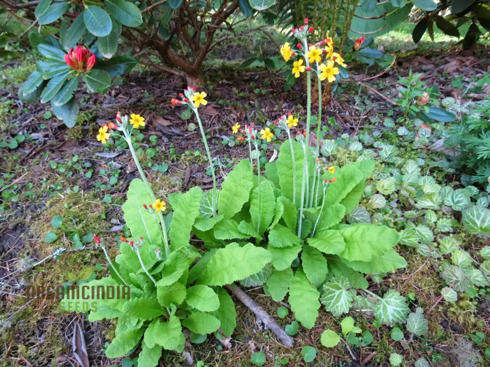 Primula Chungensis Flower Seeds For Planting Bringing Delicate Beauty To Your Garden