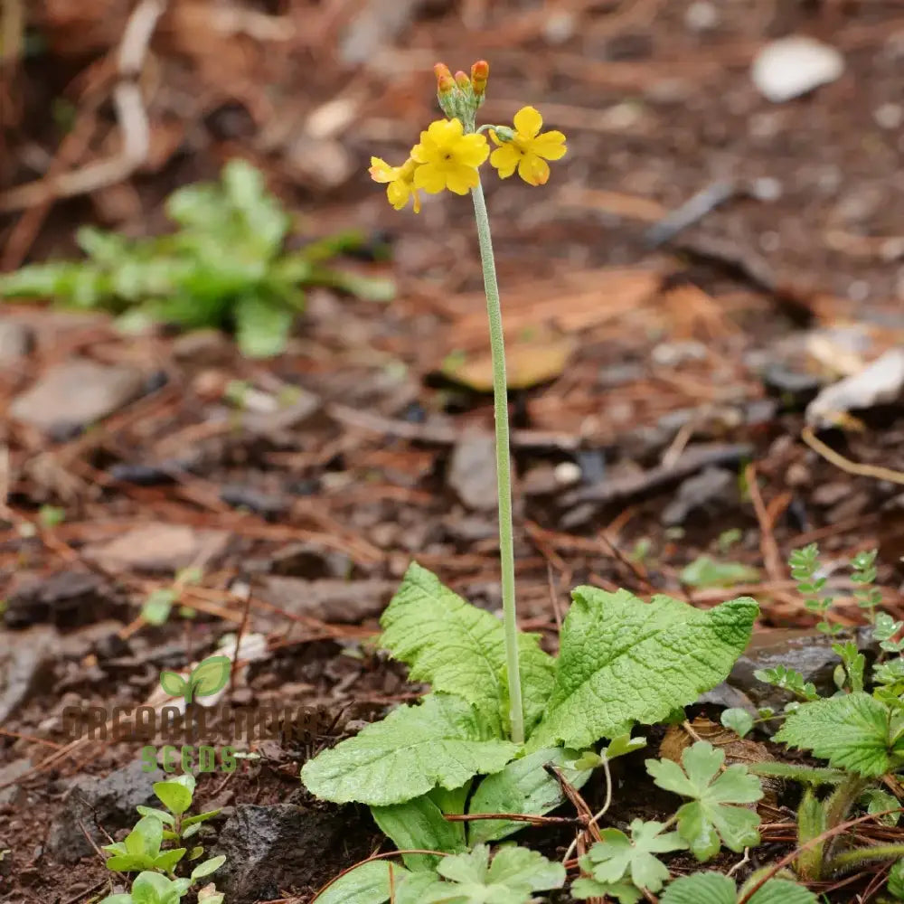 Primula Chungensis Flower Seeds For Planting Bringing Delicate Beauty To Your Garden