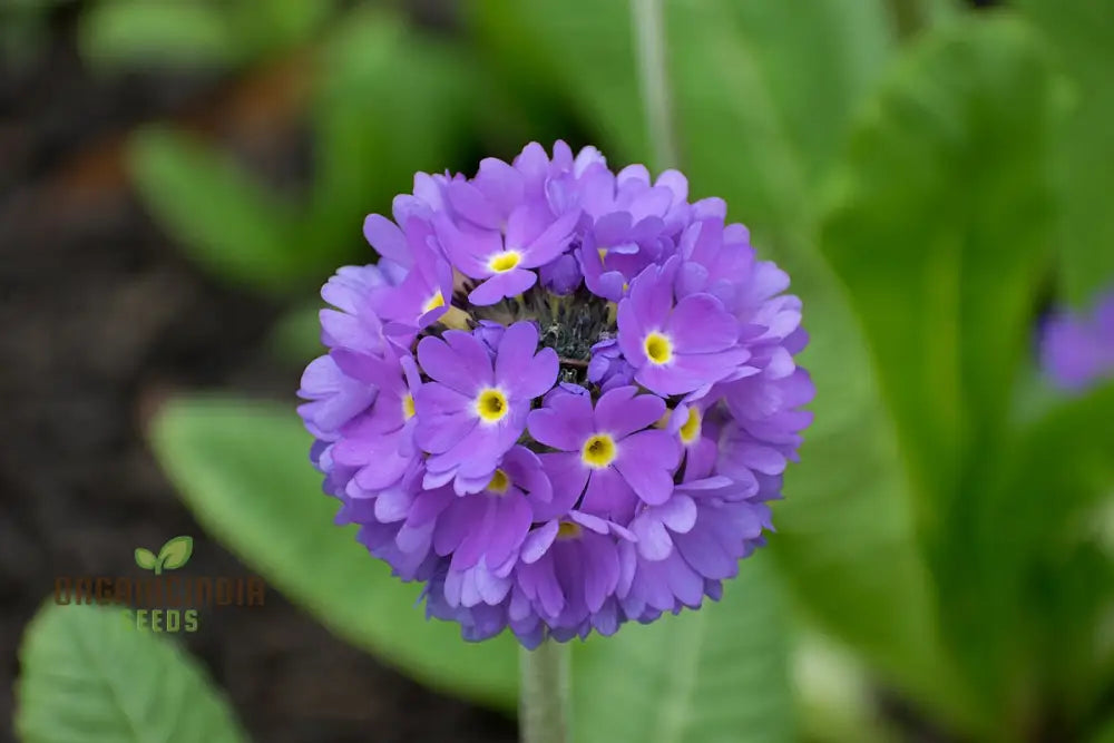 Primula Denticulata (Drumstick Primula) Seeds - Grow Vibrant Globe-Shaped Blooms In Your Garden