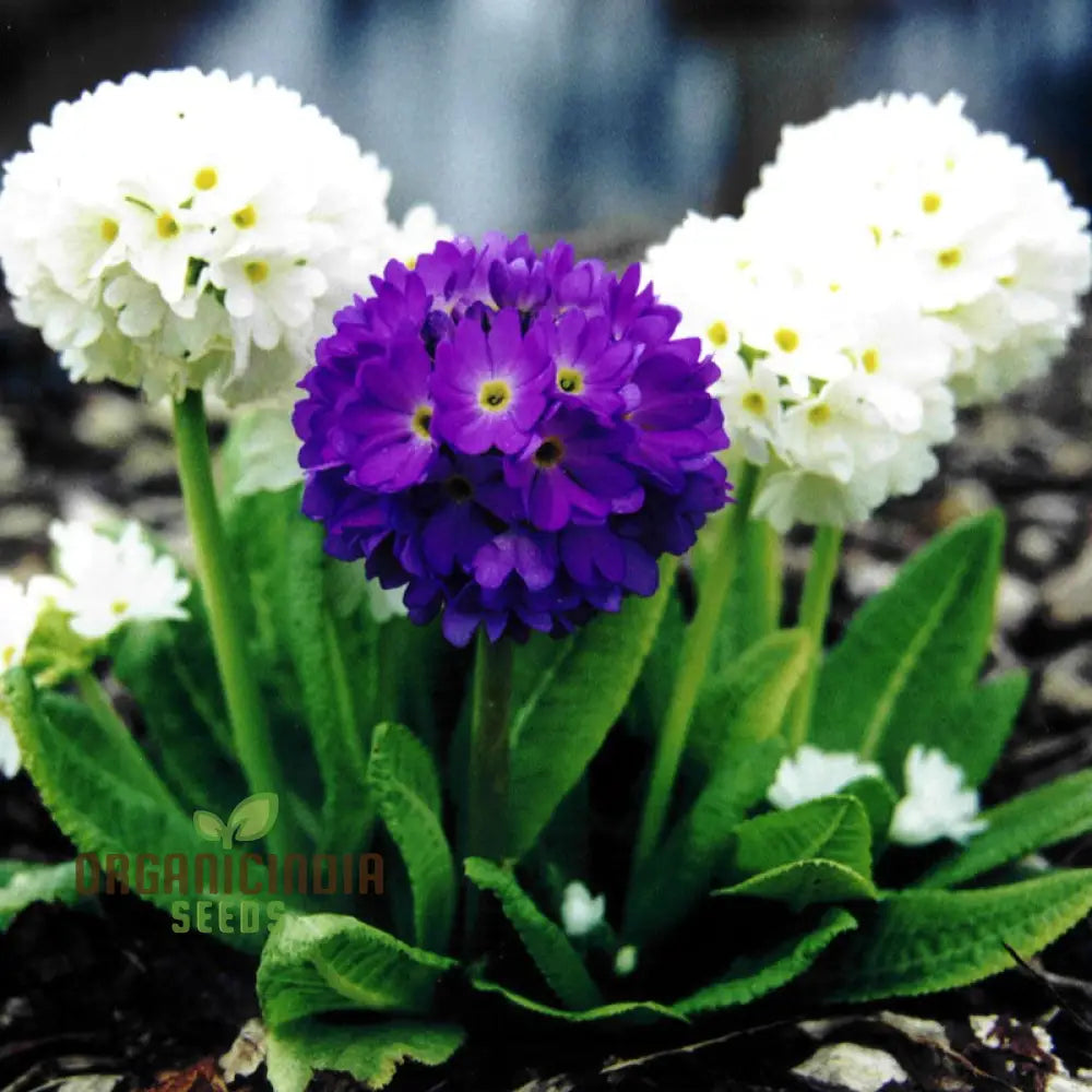 Primula Denticulata (Drumstick Primula) Seeds - Grow Vibrant Globe-Shaped Blooms In Your Garden